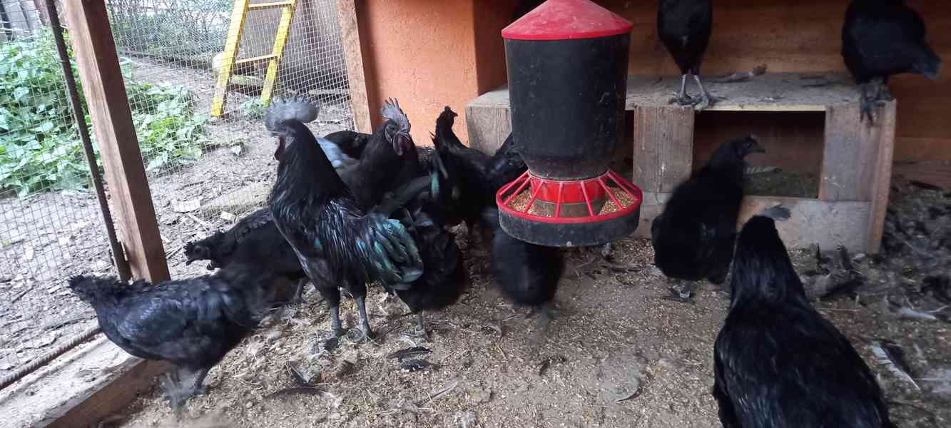 Ayam cemani - násadová vejce - foto 6