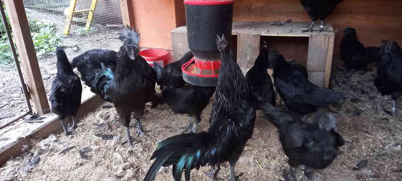Ayam cemani - násadová vejce - foto 2