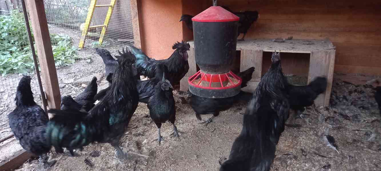 Ayam cemani - násadová vejce - foto 3
