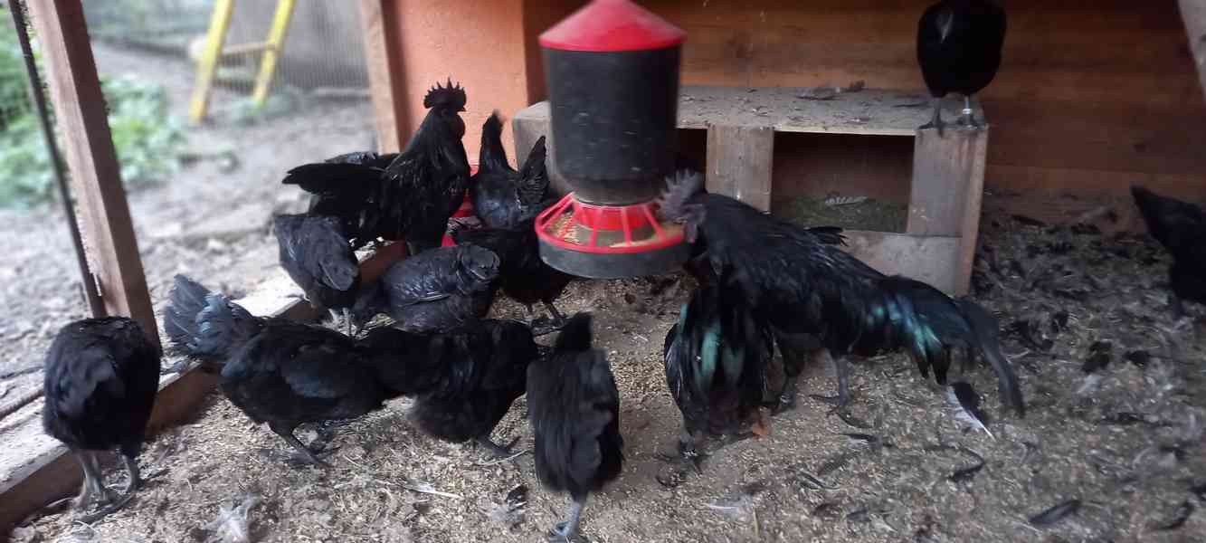 Ayam cemani - násadová vejce - foto 5