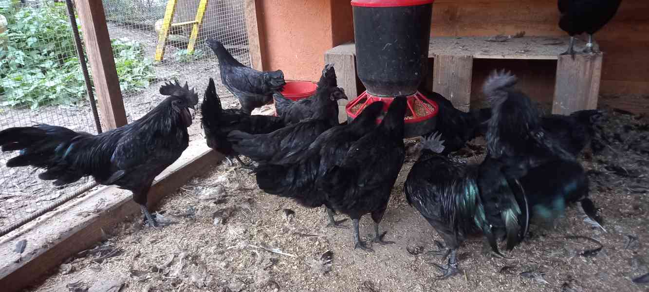 Ayam cemani - násadová vejce - foto 4