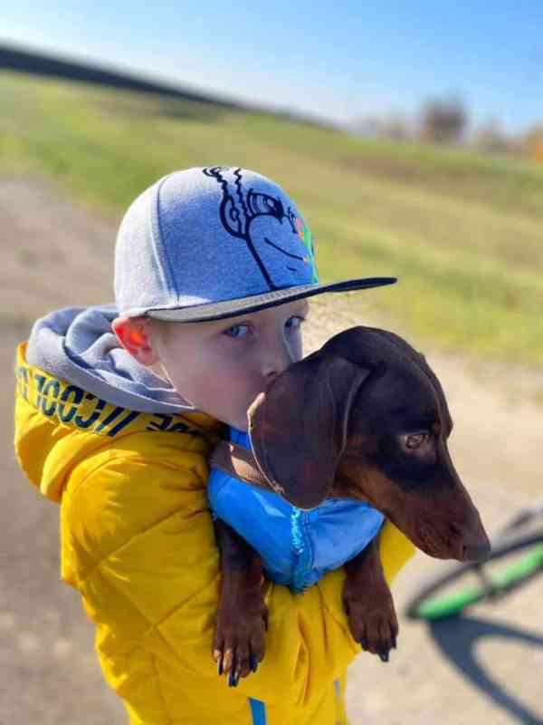 Hledáme štěňátko Čoko merle hladkosrstý trpasličí jezevčík - foto 3