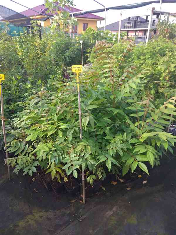 Česnekovník čínský (Toona sinensis) - 35 - 40 cm - foto 2