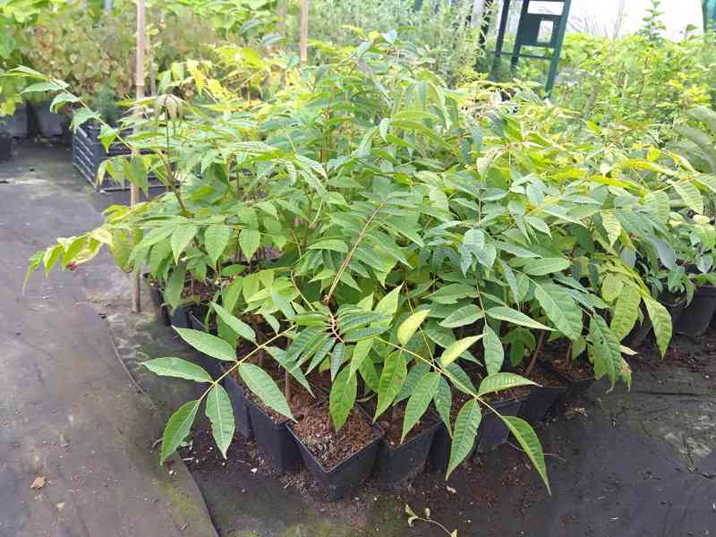 Česnekovník čínský (Toona sinensis) - 35 - 40 cm - foto 1