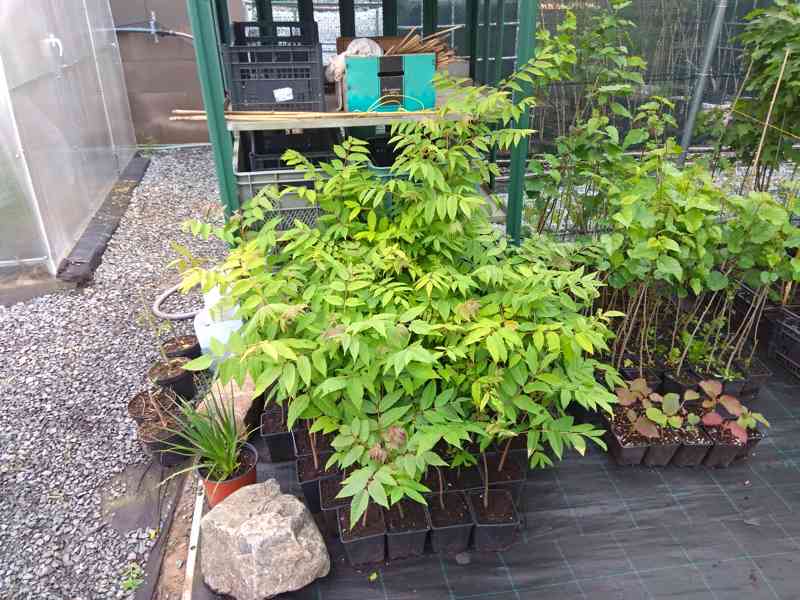 Česnekovník čínský (Toona sinensis) - 35 - 40 cm - foto 3