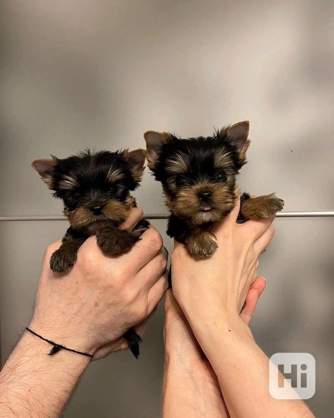 Jorkšírský teriér - Pp - foto 1