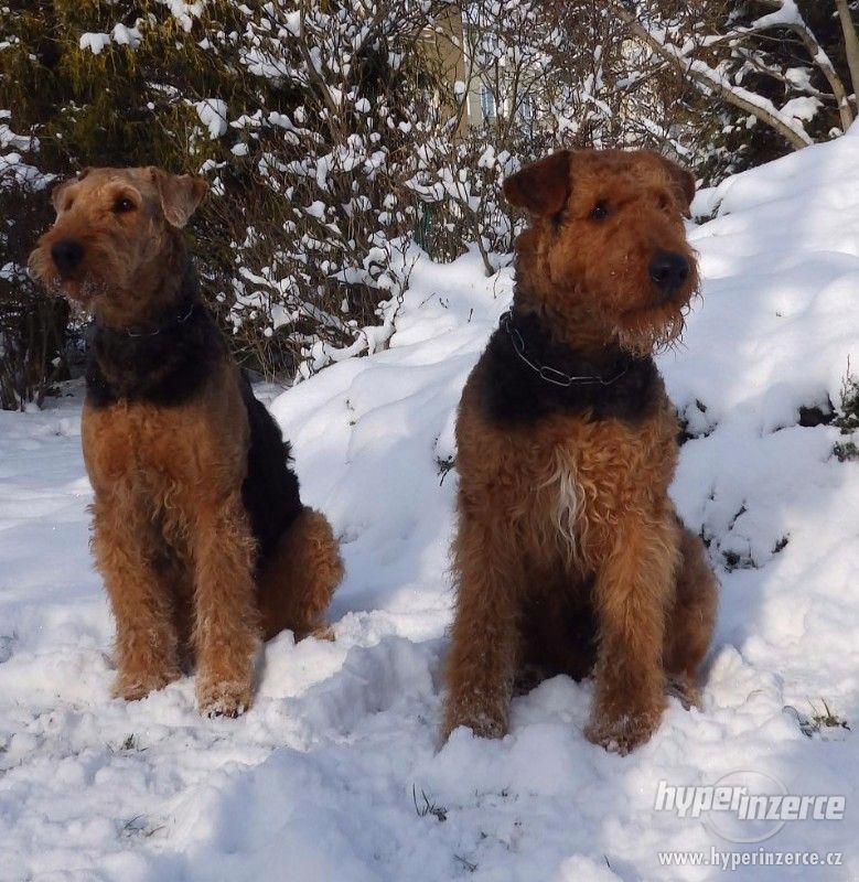 Airedale terrier - foto 1