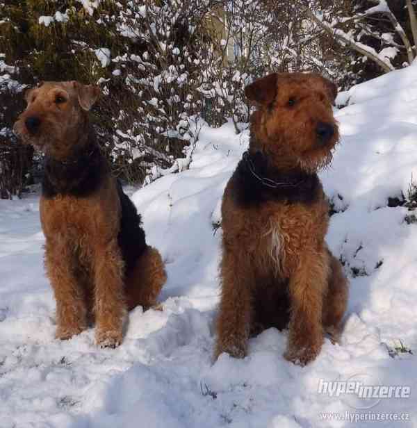 Airedale terrier - foto 1
