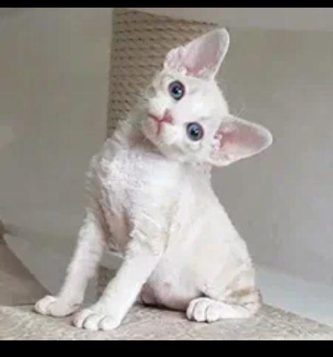 kotě devon rex k adopci - foto 4