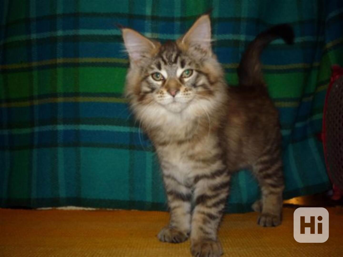 Maine coon koťata dostupná na prodej - foto 1