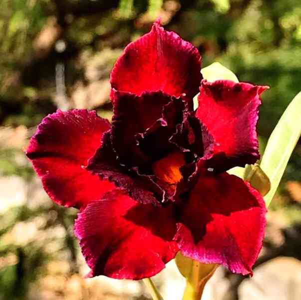 Adenium obesum 'black swan' - semena