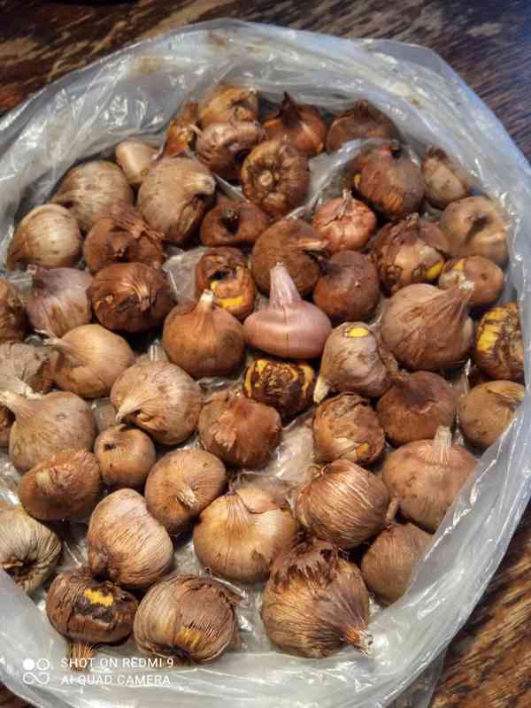 Cibule mečíku - foto 1