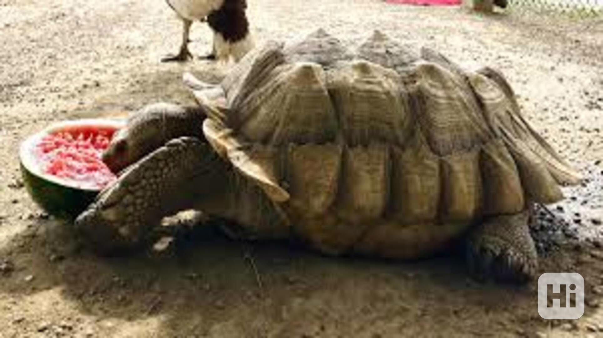 Prodám zdravou želvu Sulcata - foto 1