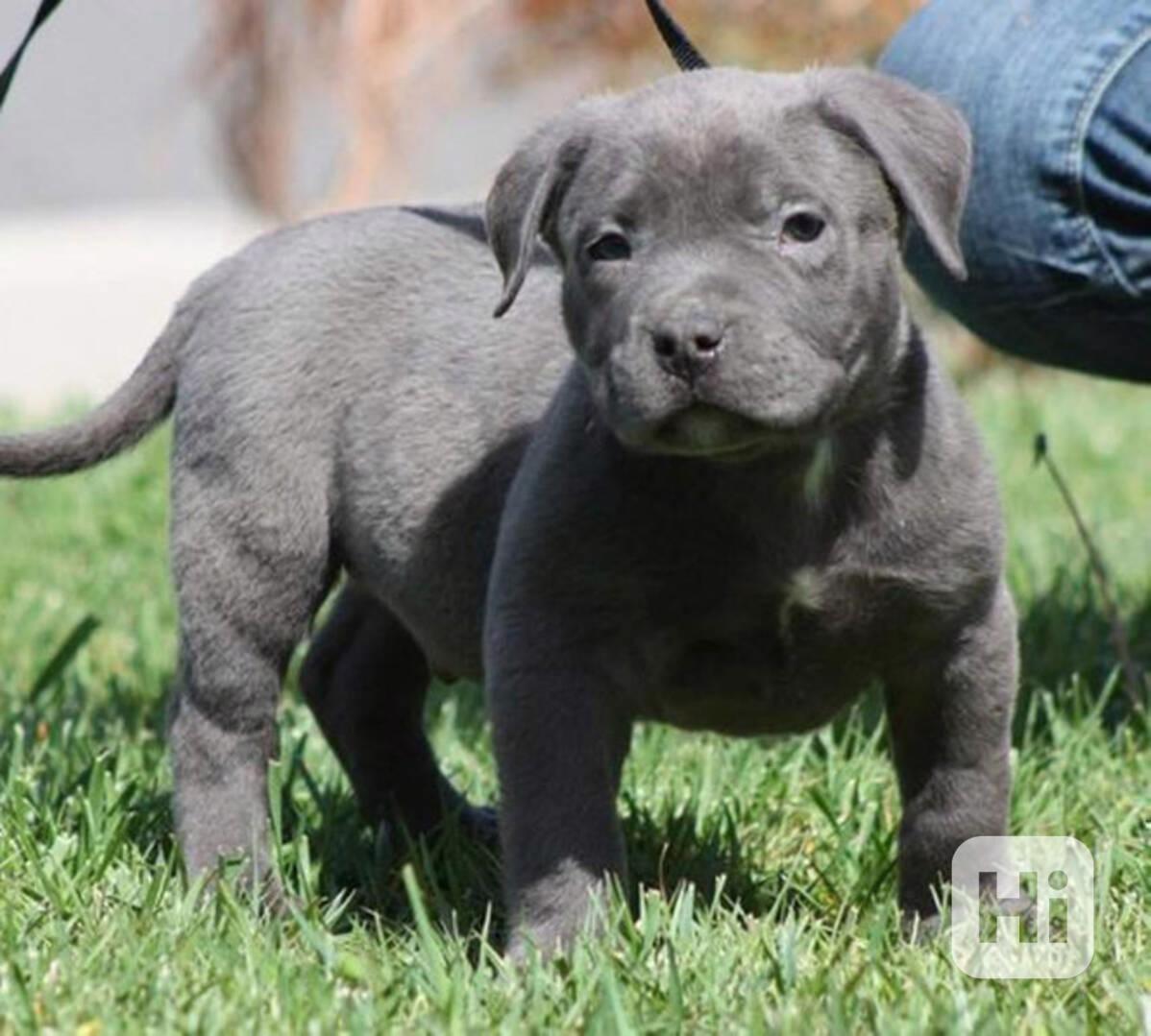 Štěňata Pitbull Blueline - foto 1