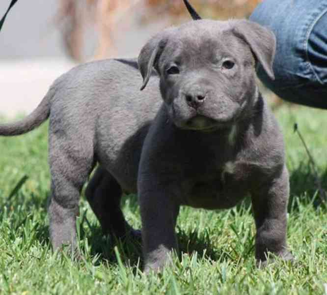 Štěňata Pitbull Blueline - foto 1