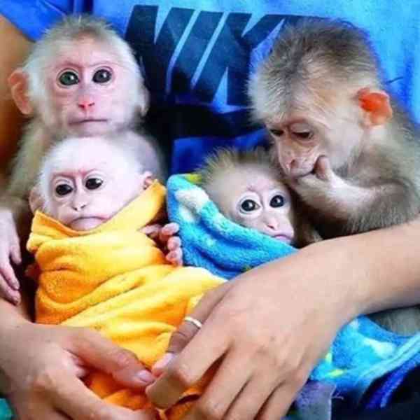 Volná opice - foto 1