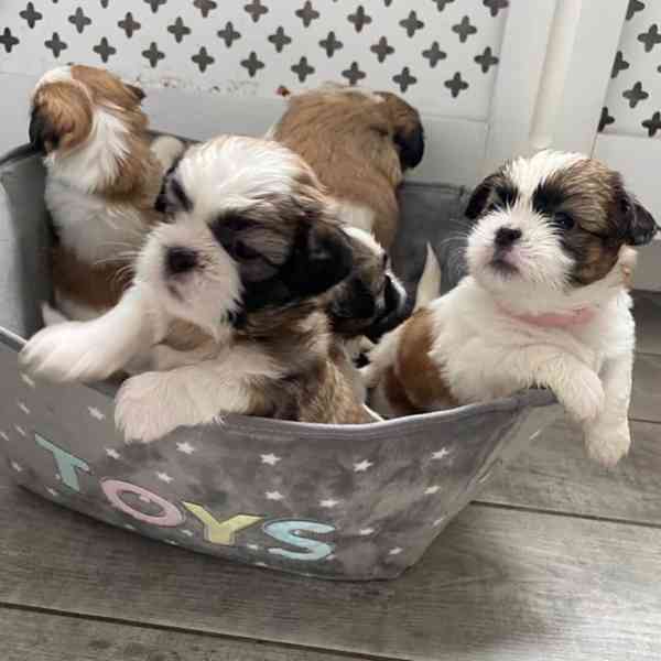 Štěňata shih tzu k odběru