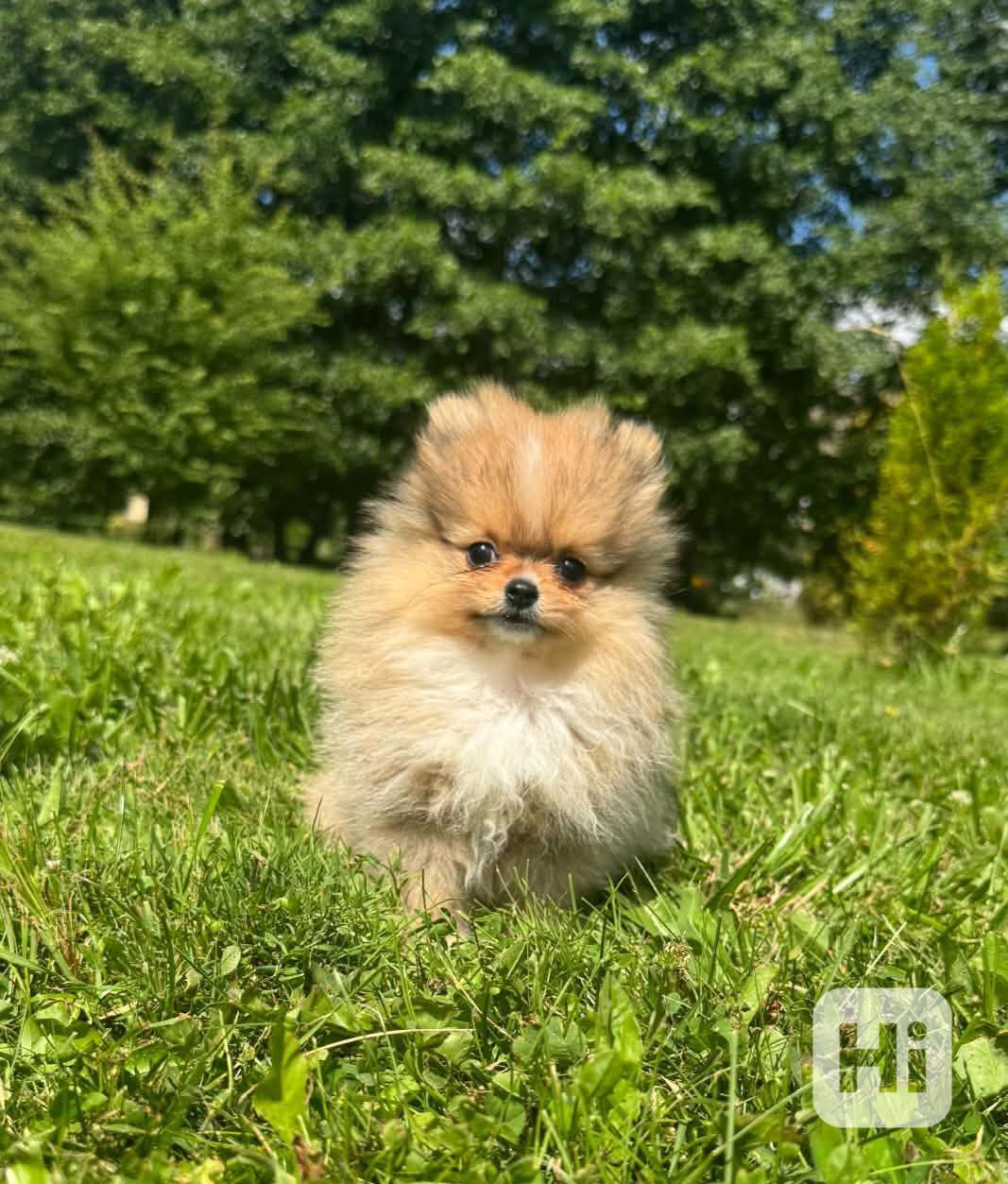 Pomeranian mini kluk - foto 1