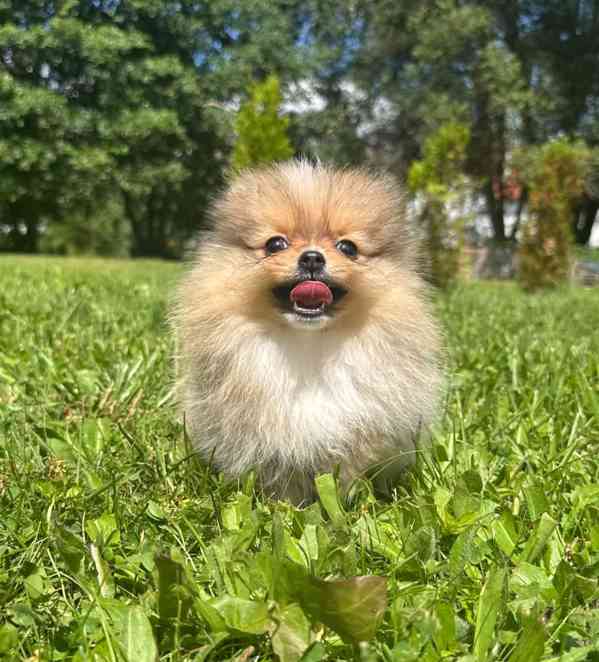 Pomeranian mini kluk - foto 2