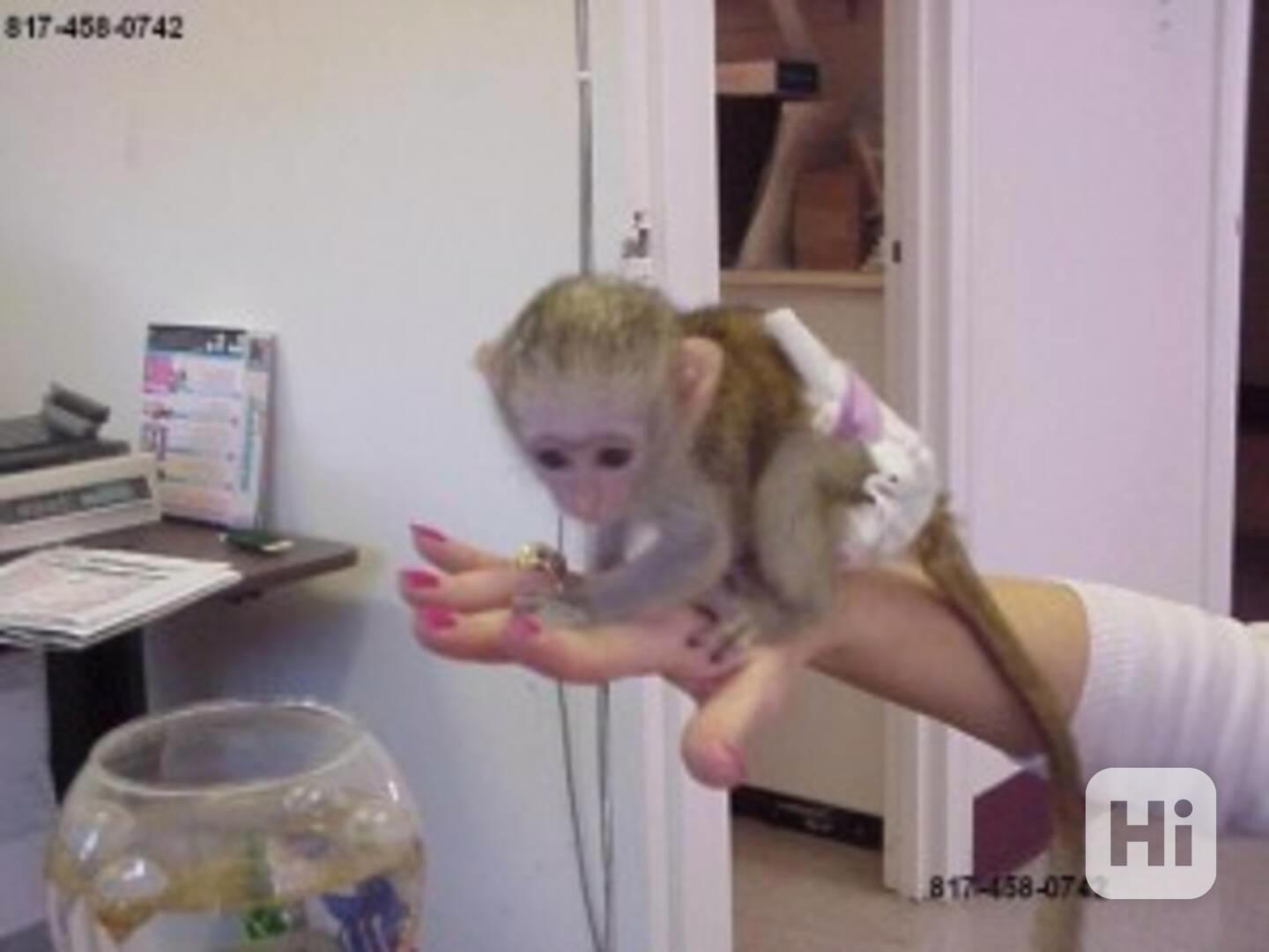 Ochočené kapucínské opice - foto 1