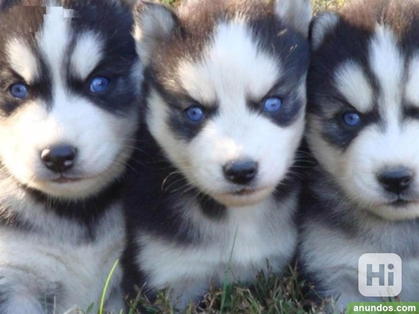 Štěňata huskyho - foto 1