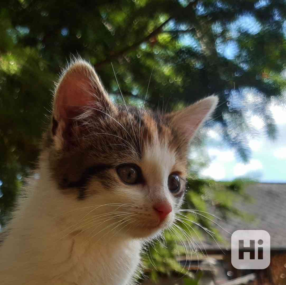 Daruji hodným lidem májové koťátko(kotě,kočička) - foto 1