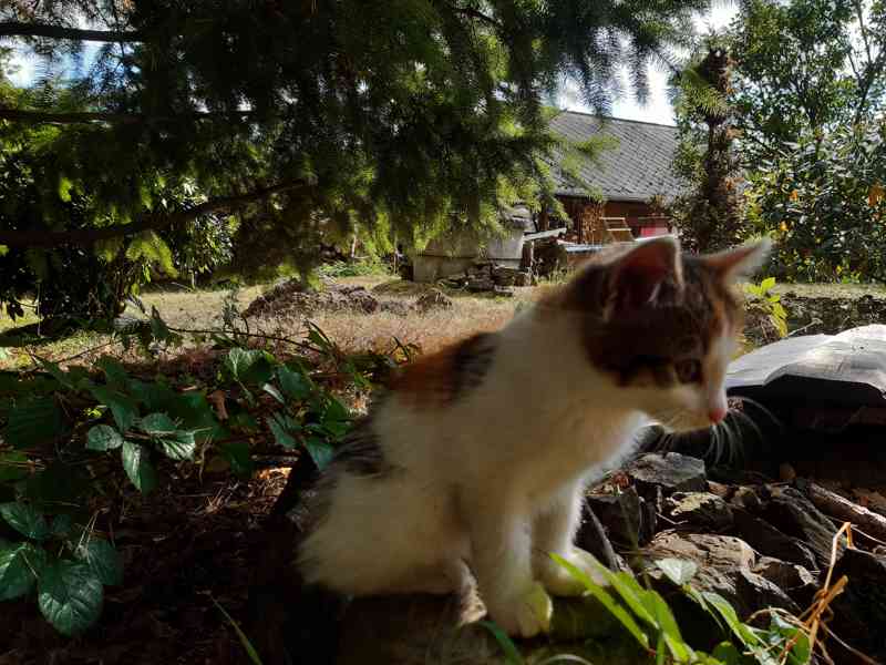 Daruji hodným lidem májové koťátko(kotě,kočička) - foto 7