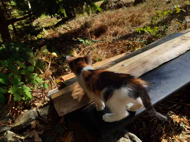 Daruji hodným lidem májové koťátko(kotě,kočička) - foto 4