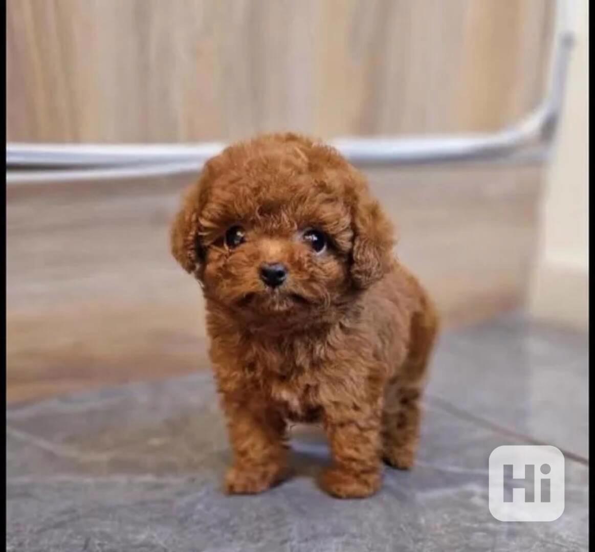 přátelská štěňata pudla PP - foto 1