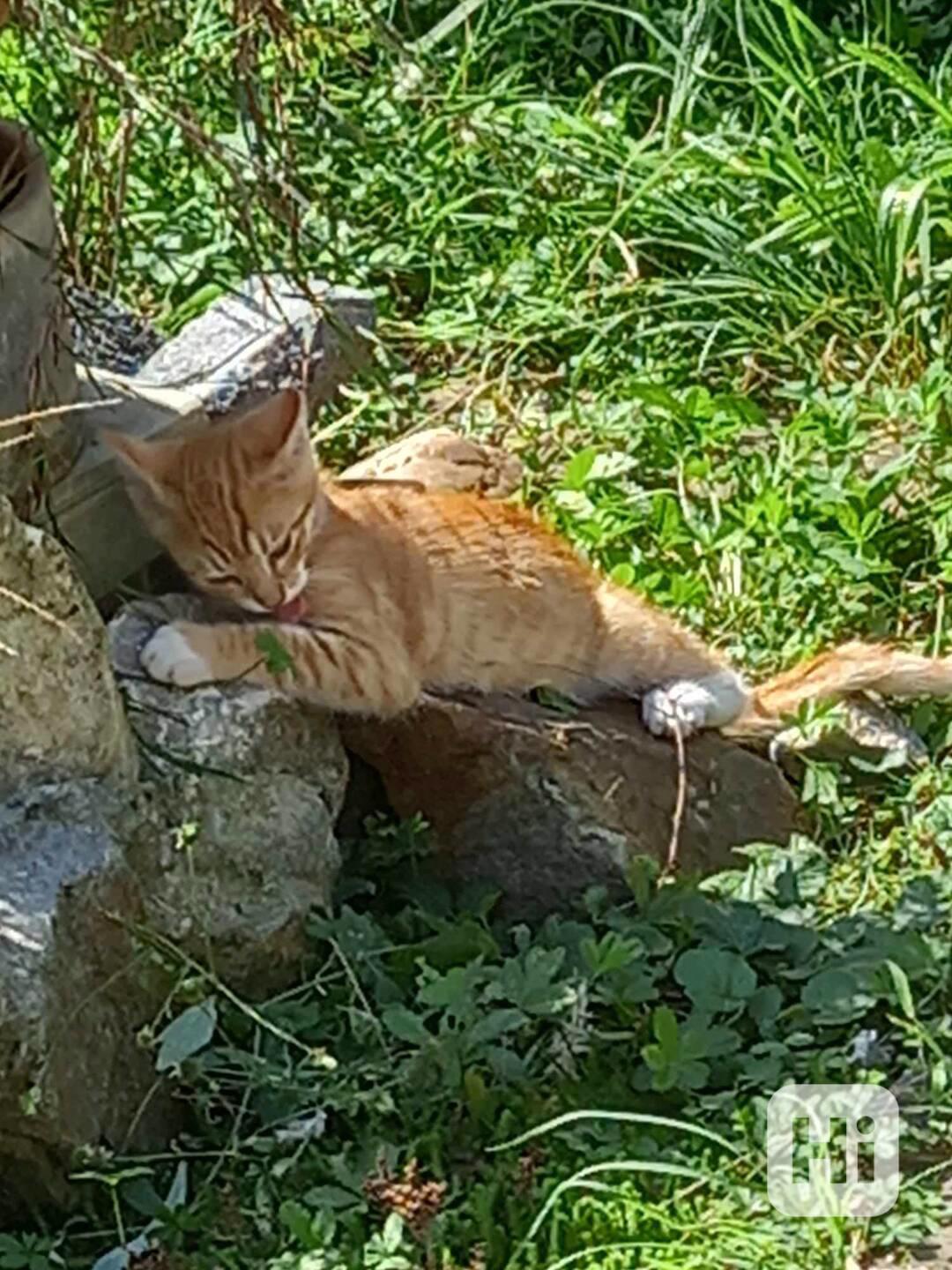 Mladý rezatý kocourek - foto 1