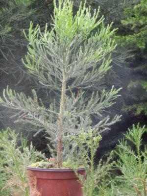 Sekvojovec obrovský - foto 1