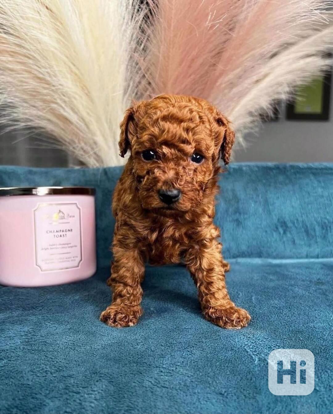 Štěňata toy pudla jsou připravena - foto 1