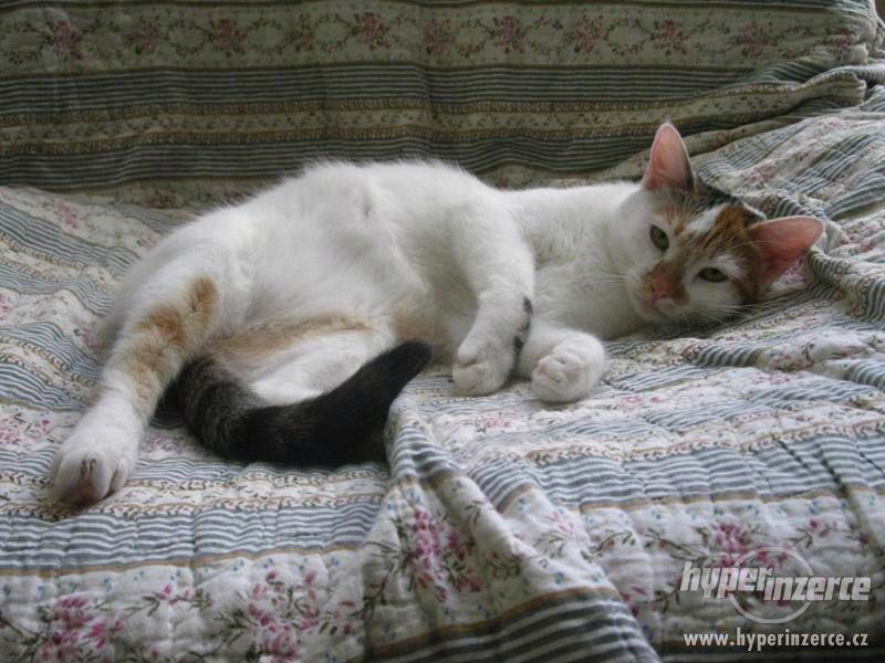 DVA ÚŽASNÍ KOČIČÍ SOUROZENCI - foto 4