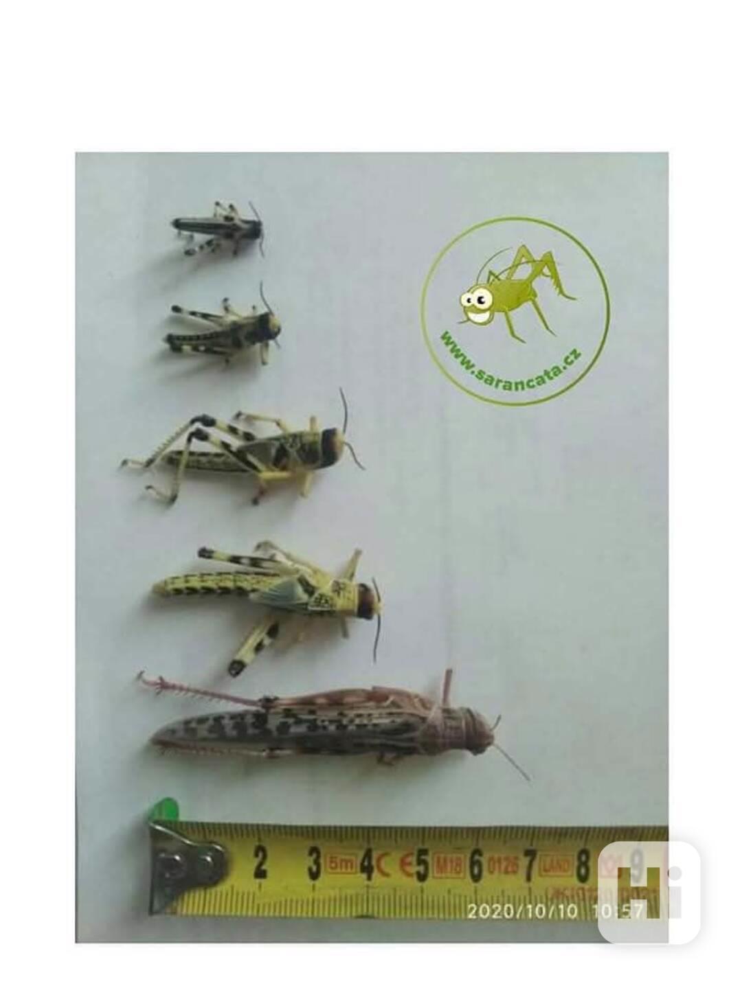 Sarančata všežravá - kvalitní krmivo - foto 1