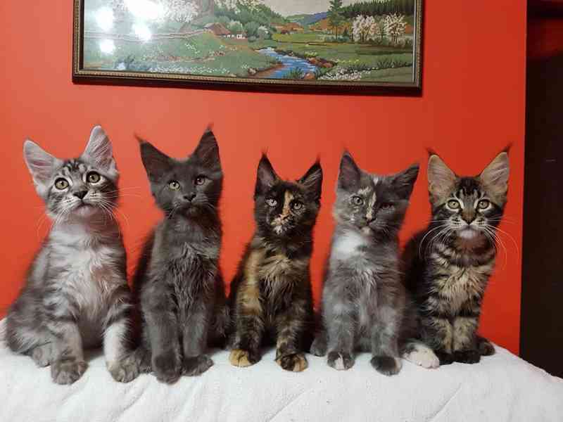 Koťátka Mainské mývalí kočky k adopci - foto 1