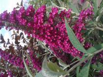 Zahradnictví Valinová Buddleia davidii Komule motýlí keř - foto 1