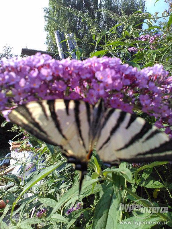 Zahradnictví Valinová Buddleia davidii Komule motýlí keř - foto 2