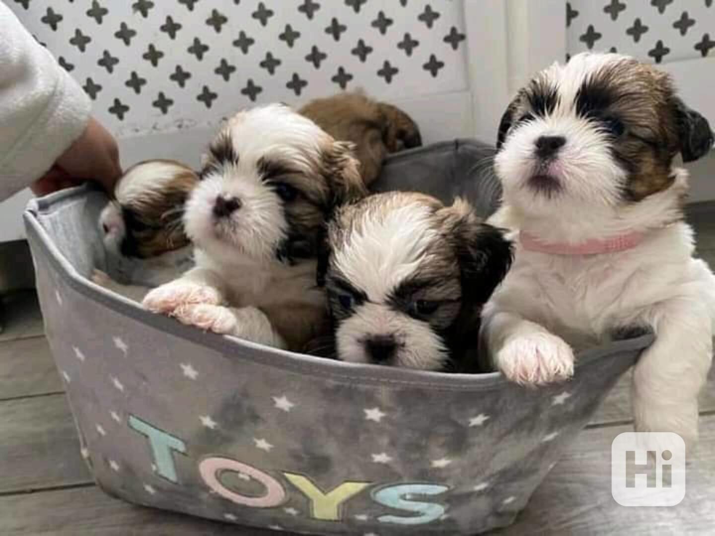 Dog - foto 1