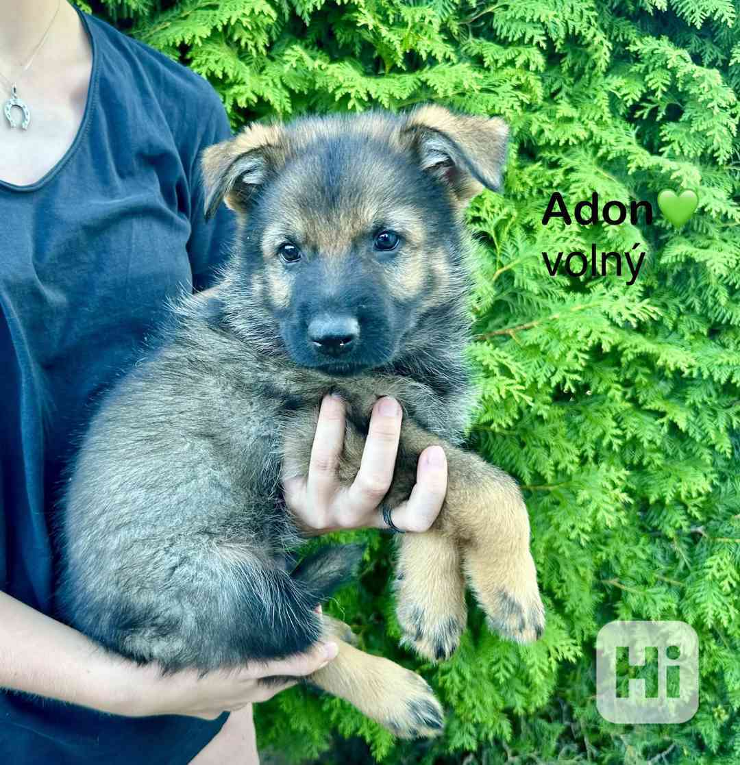 Štěňata německého ovčáka s PP - foto 1