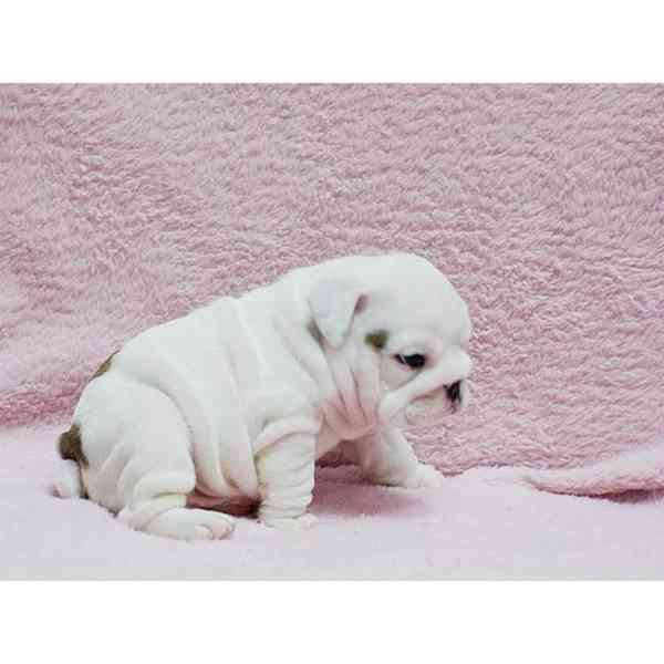 Štěňata kvalitního anglického buldoka - foto 2