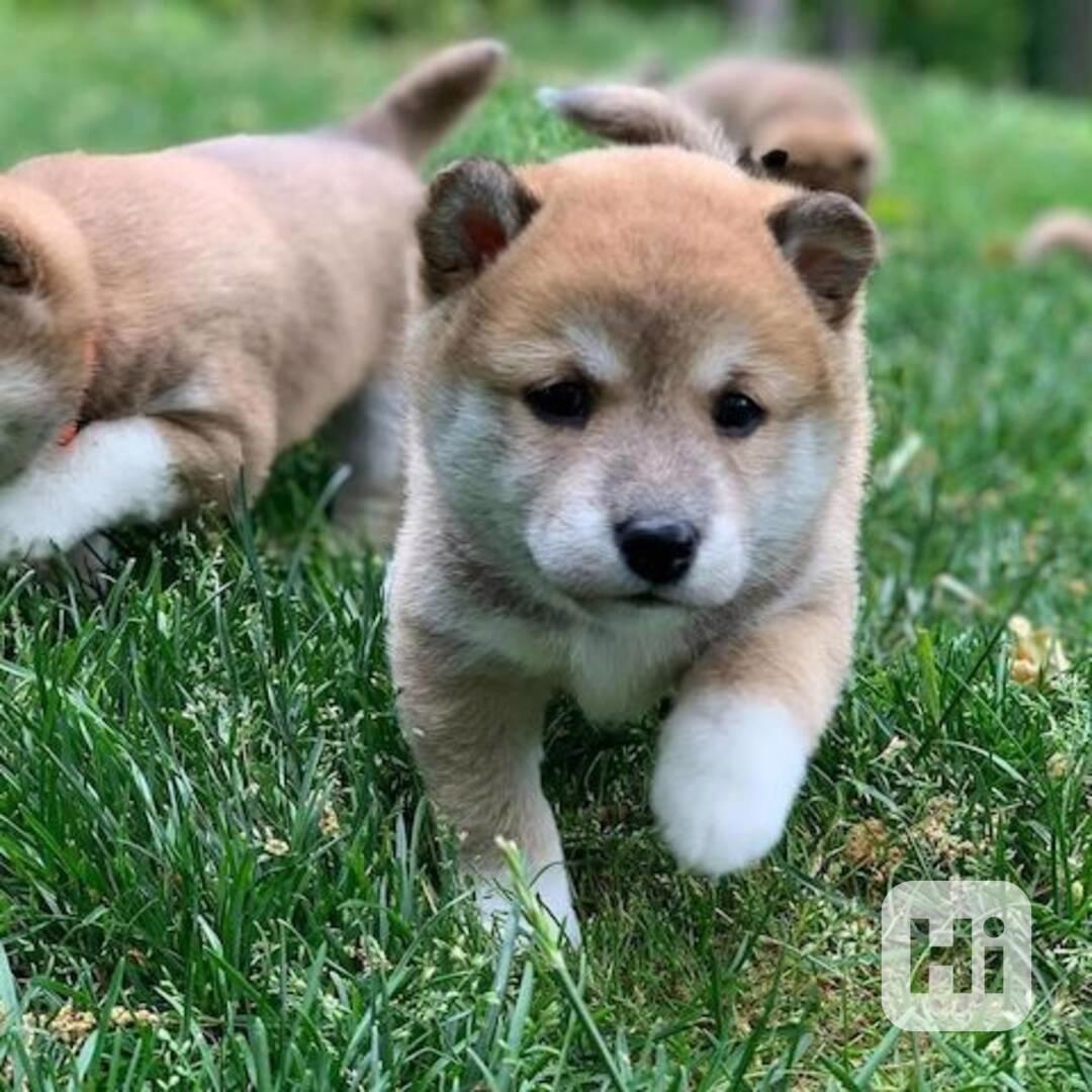 Štěňata Shiba Inu. - foto 1