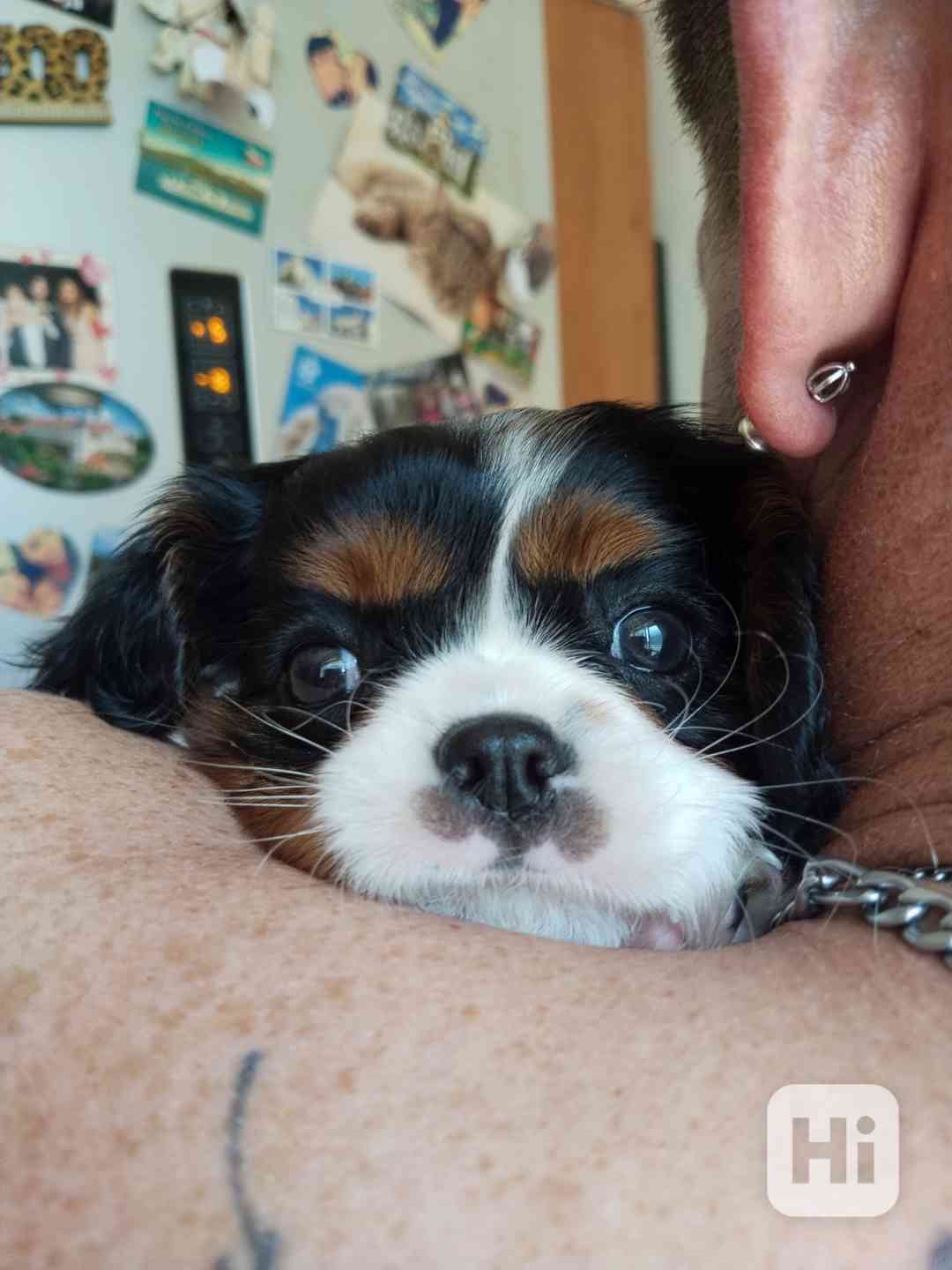 Kavalír king charles španěl - foto 1