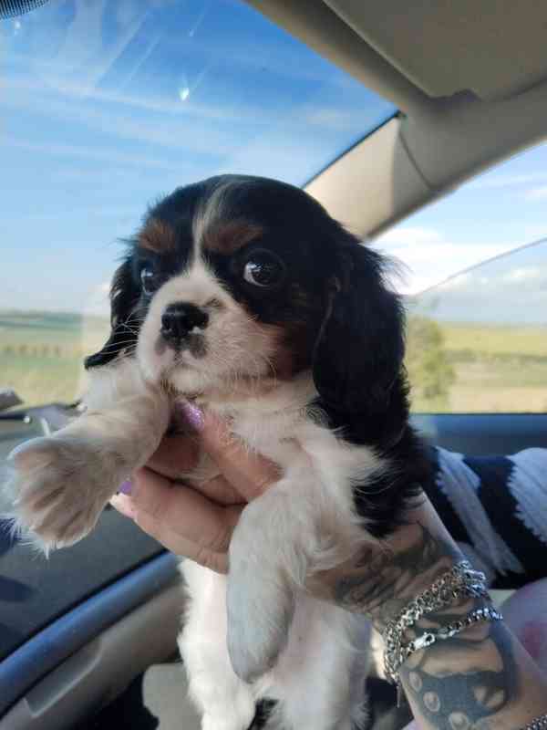 Kavalír king charles španěl - foto 3