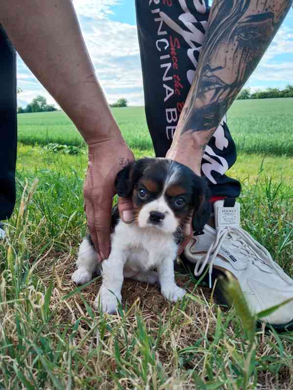 Kavalír king charles španěl - foto 2