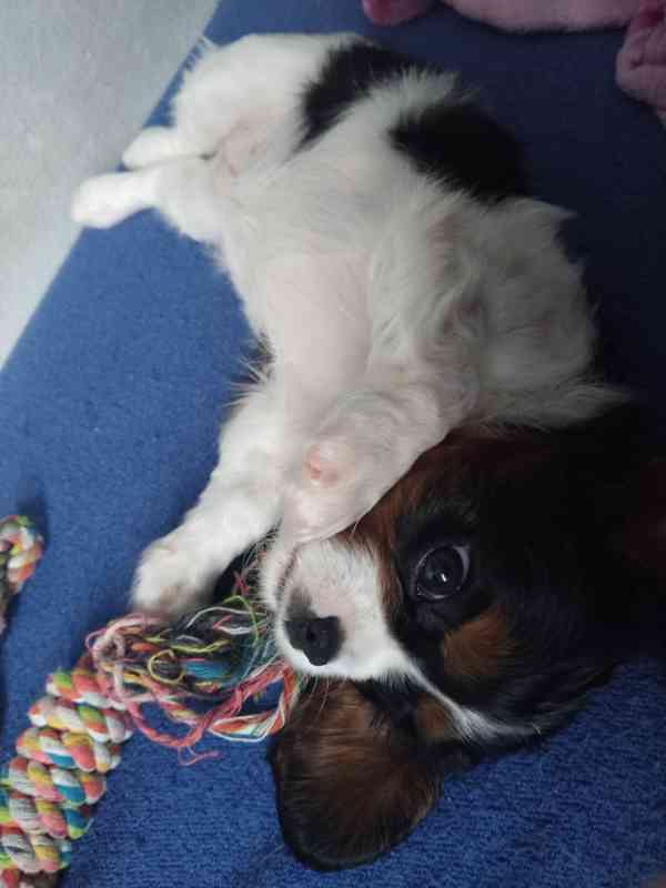 Kavalír king charles španěl - foto 5