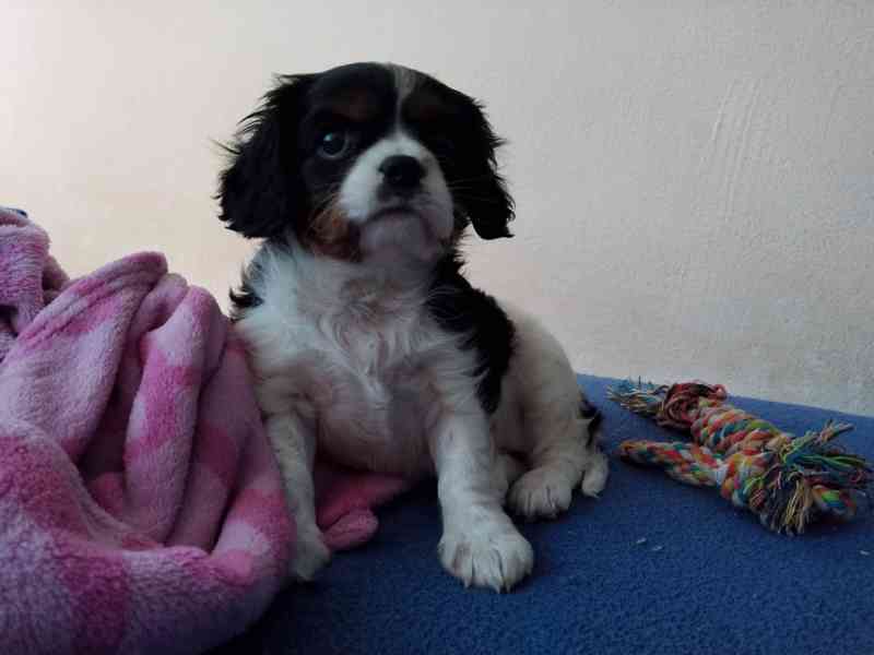 Kavalír king charles španěl - foto 4