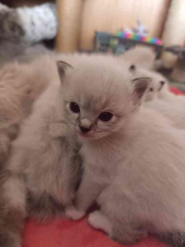 Ragdoll - foto 7