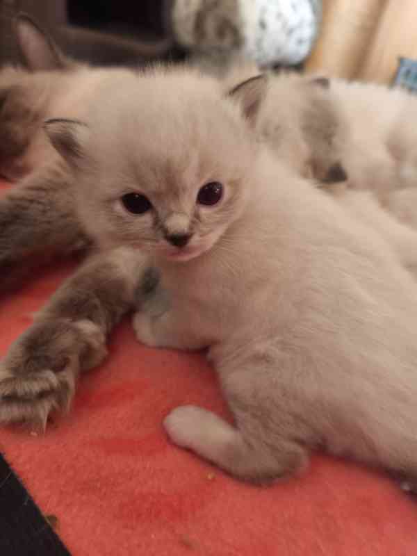 Ragdoll - foto 8