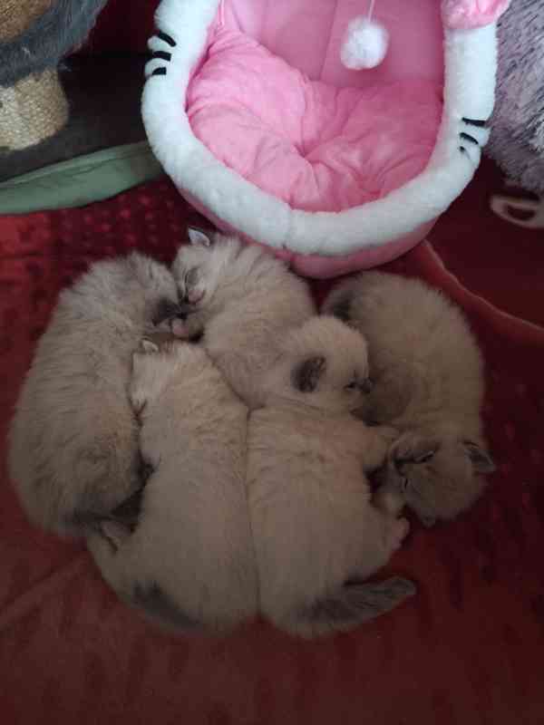 Ragdoll - foto 10