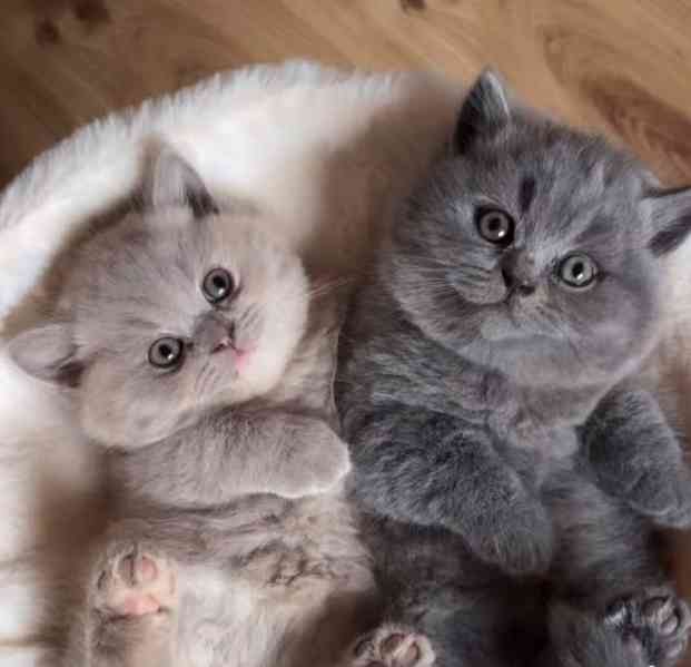 Úžasná britská krátkosrstá koťátka k adopci zdarma - foto 1